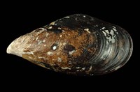 藏品(紫貽貝)的圖片